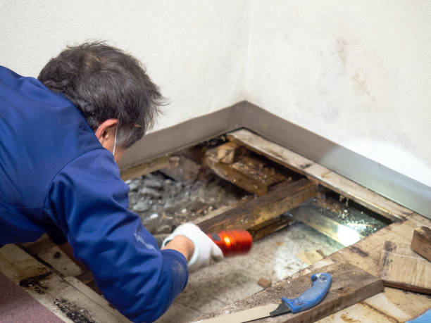 Best Mold Remediation  in Seal Beach, CA