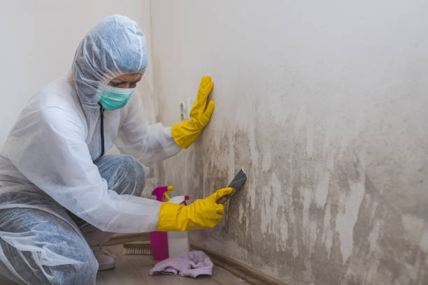 Mold Removal and Inspection in Seal Beach, CA