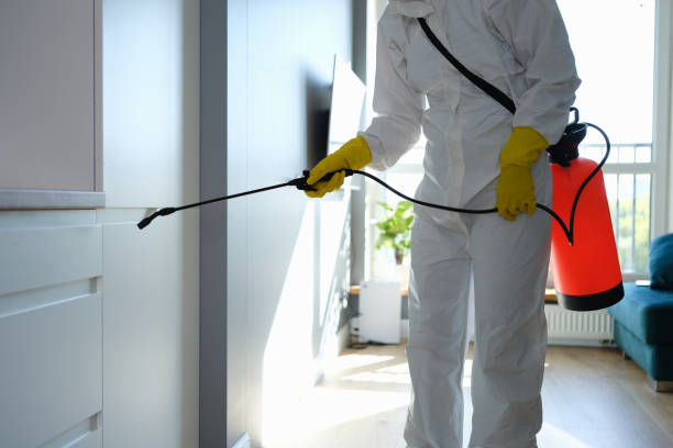 Best Black Mold Removal  in Seal Beach, CA