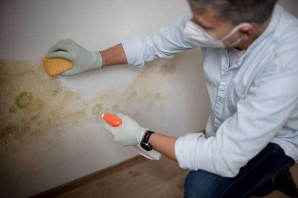 Best Mold Removal and Inspection  in Seal Beach, CA