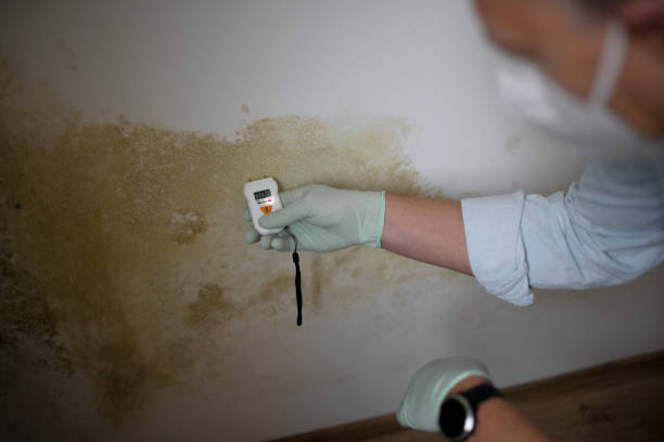 Best Mold Testing and Removal  in Seal Beach, CA