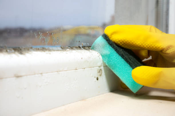 Best Office Mold Removal Services  in Seal Beach, CA