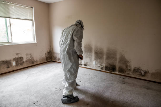 Best Emergency Mold Removal  in Seal Beach, CA