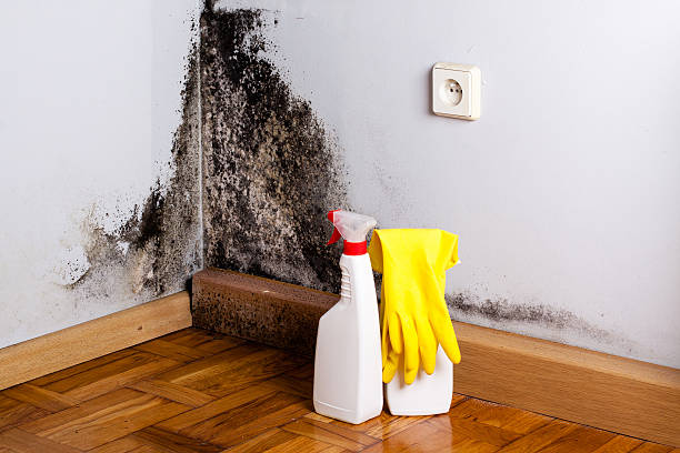 Best Attic Mold Removal  in Seal Beach, CA