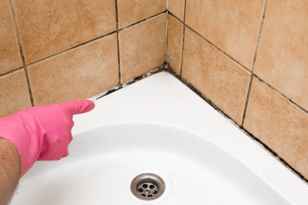 Professional Mold Removal in Seal Beach, CA